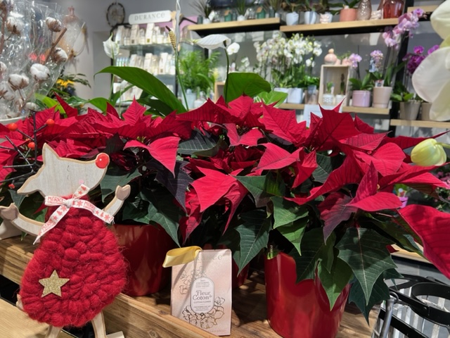 PoinsettaNoel