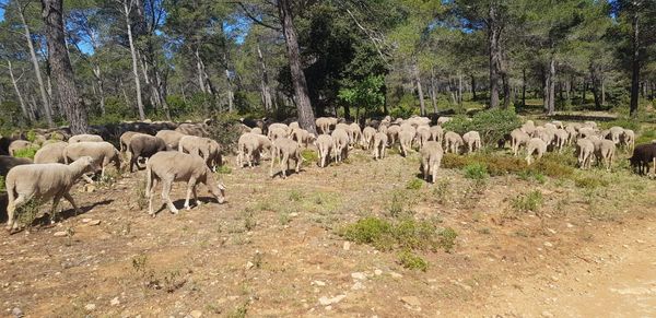 Ceyreste : des brebis pour prendre soin des forêts et limiter le risque incendie