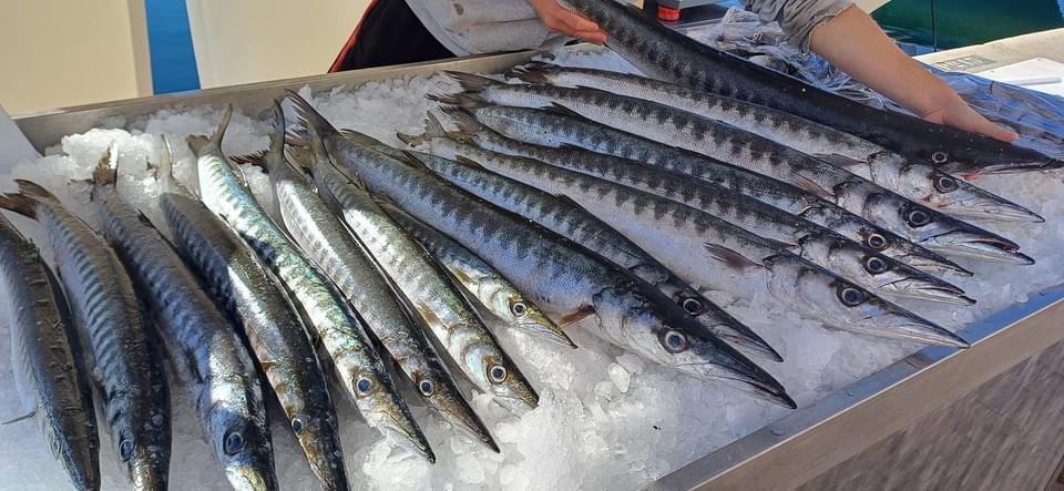 La Ciotat : des barracudas finissent sur l'étal à poisson d'un pêcheur