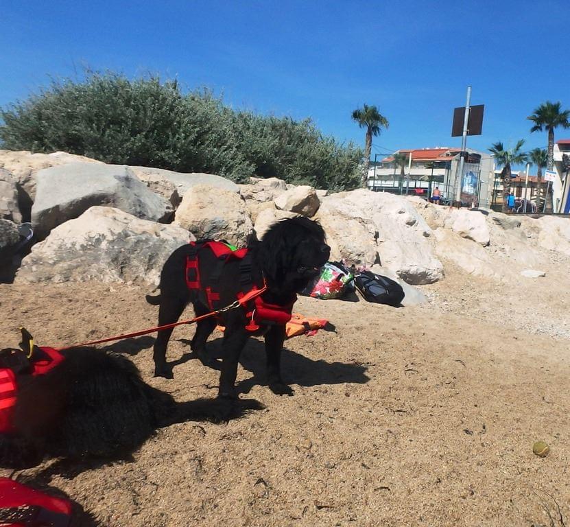 La Ciotat : les chiens font leur retour sur la plage des Capucins