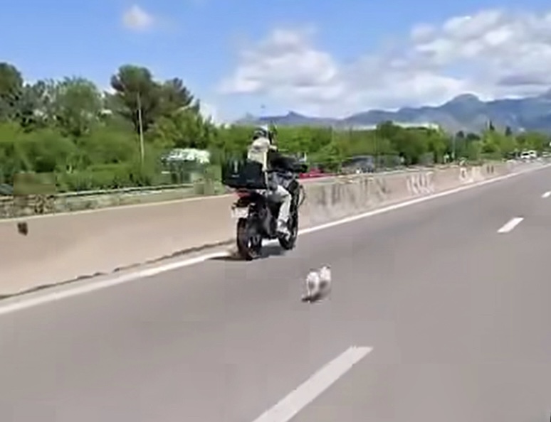 Aubagne : “Chipie” errait au milieu des voitures sur l’A50
