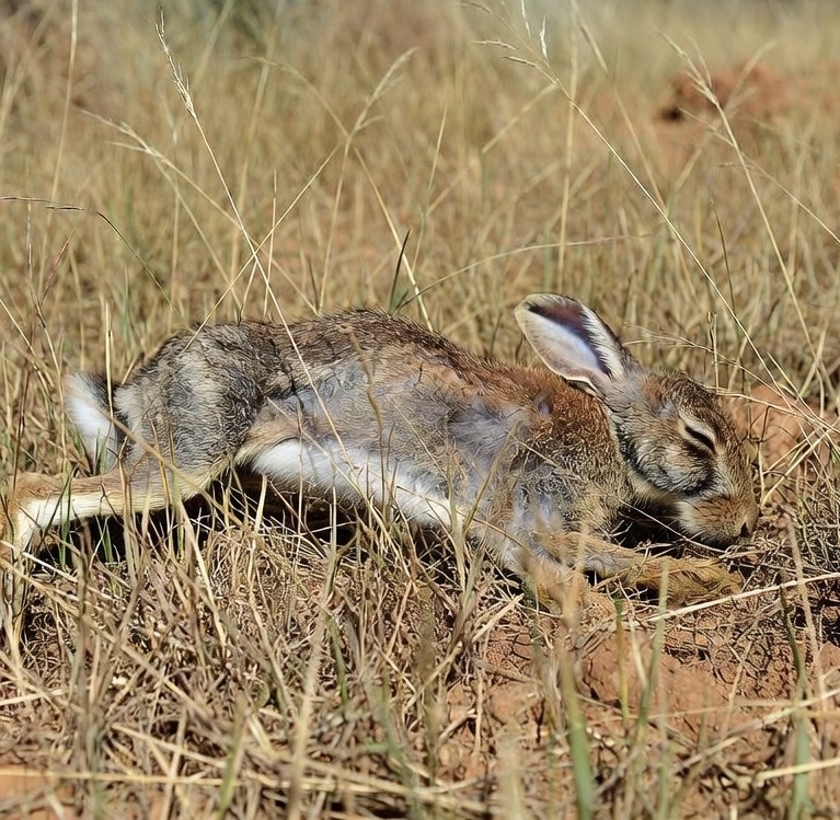 La Ciotat : au domaine de la Tour, une mortalité inhabituelle de lapins de Garenne inquiète les promeneurs