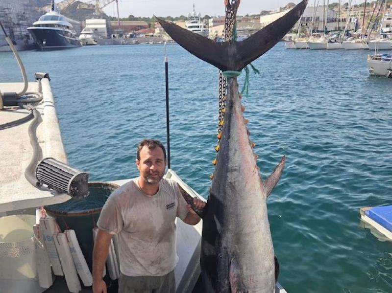 "Prise exceptionnelle" : un imposant thon rouge de Méditerranée vendu à un prix attractif sur le port de La Ciotat