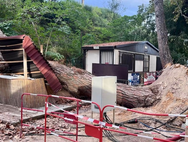 Saint-Cyr-sur-Mer : un arbre s’abat sur le site du marché alsacien