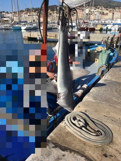 Un requin de 3 mètres capturé au large de La Ciotat