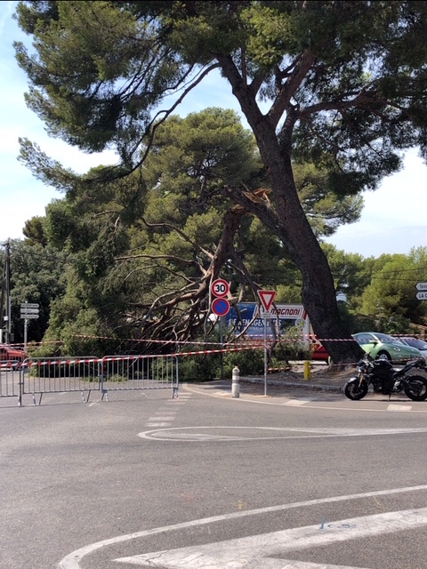 La Ciotat : Chute d'une branche d'arbre impressionnante à la gare