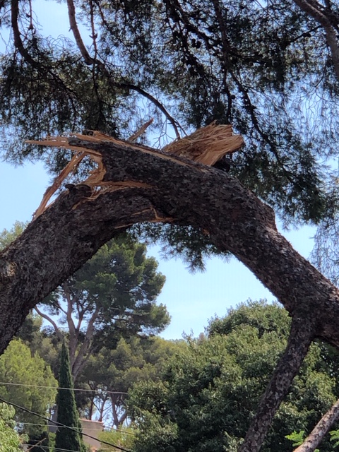 ChuteBrancheArbre2
