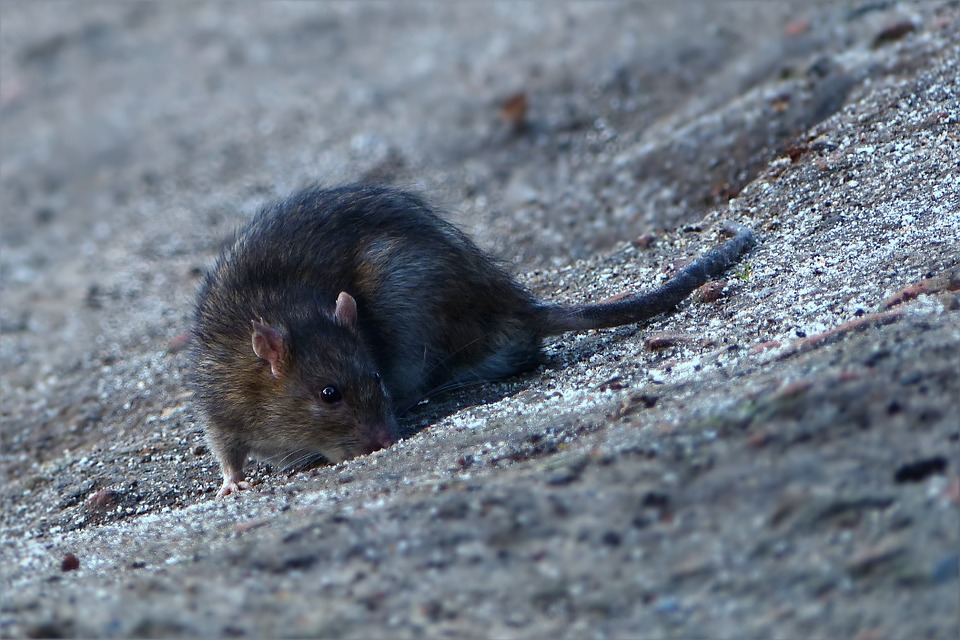La Ciotat : Des rats s'invitent sur les plages