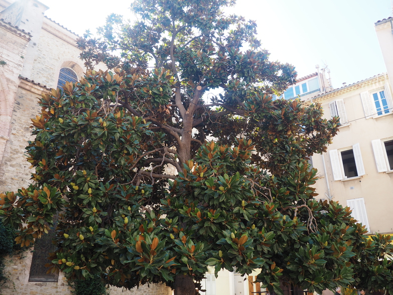 MagnoliaLct